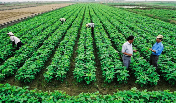 Đề xuất miễn, giảm tiền thuê đất cho DN đầu tư nông nghiệp