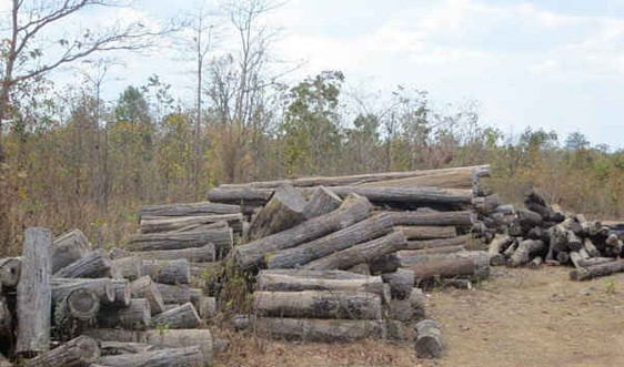 Thủ tướng yêu cầu điều tra, xử lý nghiêm các đối tượng phá rừng