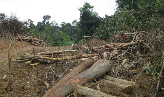 Phú Yên: Phát hiện sai phạm tại hàng loạt dự án chuyển đổi mục đích sử dụng rừng