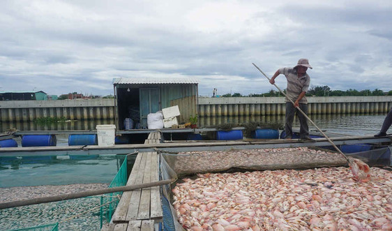 Đà Nẵng: Khẩn trương rà soát, quy hoạch vùng nuôi cá tại đoạn sông bị ô nhiễm
