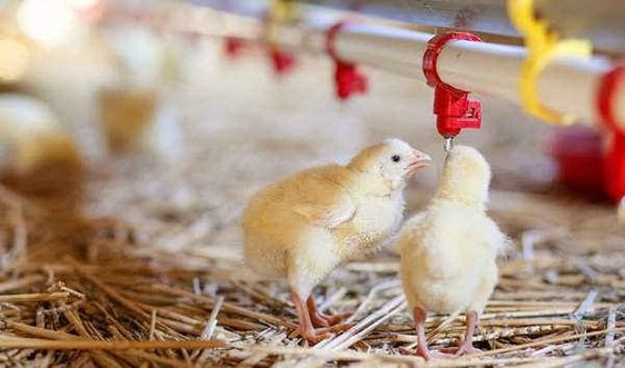 Philippines cảnh báo chống săn trộm chim di cư do dịch cúm gia cầm bùng phát