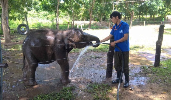 Đắk Lắk hiện thực hóa "Dự án khẩn cấp bảo tồn voi"