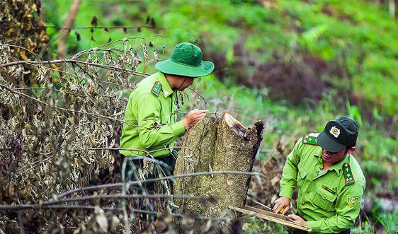 Điện Biên: Đề nghị truy cứu trách nhiệm hình sự đối với các cá nhân phá rừng đặc dụng Mường Phăng