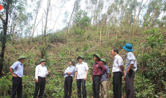Quảng Trị: Khó khăn trong công tác khắc phục thiệt hại về rừng do thiên tai gây ra