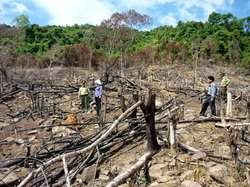 Bình Định: Thêm 20ha rừng phòng hộ bị chặt phá