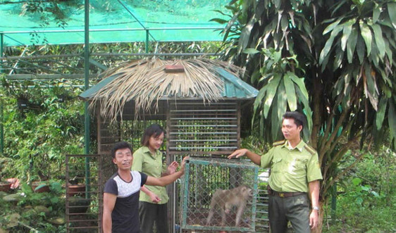 Sa Pa: Người dân hiến tặng  2 cá thể khỉ vàng quý hiếm cho Vườn quốc gia Hoàng Liên