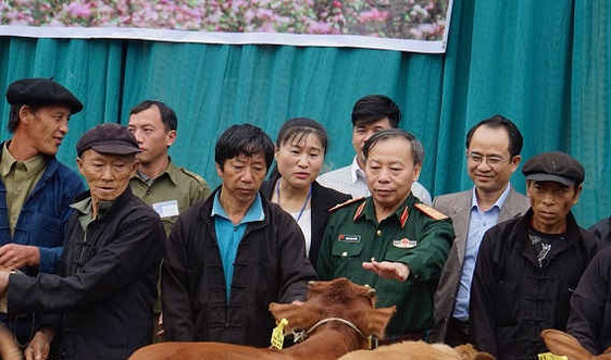 Hà Giang: Trao bò hỗ trợ nạn nhân bom mìn các xã biên giới trên Cao nguyên đá Đồng Văn