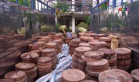 Lào Cai: Phạt 160 triệu đồng đối tượng buôn bán trái phép gần 800 chiếc thớt gỗ nghiến