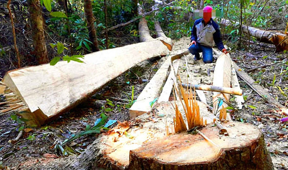 UBND tỉnh Gia Lai chỉ đạo khẩn trương điều tra vụ phá rừng
