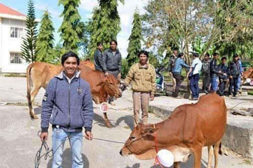 Nông dân nghèo ở Lâm Đồng được tặng bò để sản xuất