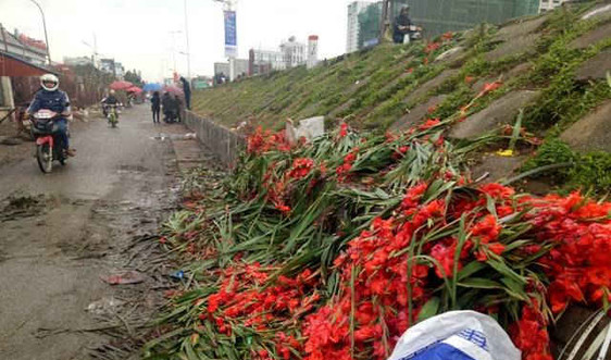 Hà Nội: Rớt giá thảm, hoa bị vứt đầy đường