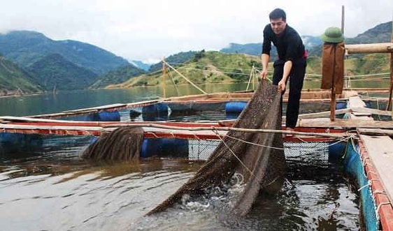 Nậm Nhùn - Lai Châu: Phát triển mô hình nuôi cá lồng trên lòng hồ thủy điện