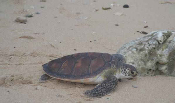 Lý Sơn: Xử phạt 10 triệu đồng với hành vi mua bán Rùa biển