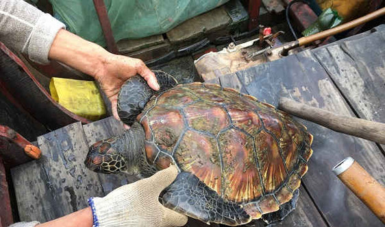 Thanh Hóa: Thả rùa biển quý hiếm khi vừa bắt được