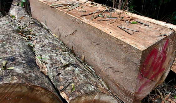 Vụ phá rừng đặc dụng Sông Thanh (Quảng Nam): Do nhu cầu sử dụng gỗ làm nhà, trang trí nội thất của người dân còn rất cao?!