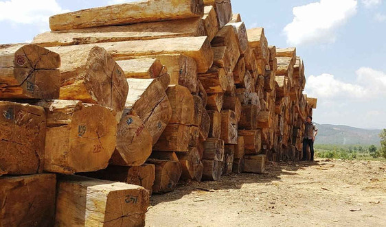 Kon Tum: Kết hợp vận chuyển gỗ tang vật, kéo thêm hơn 84 m3 gỗ không rõ nguồn gốc