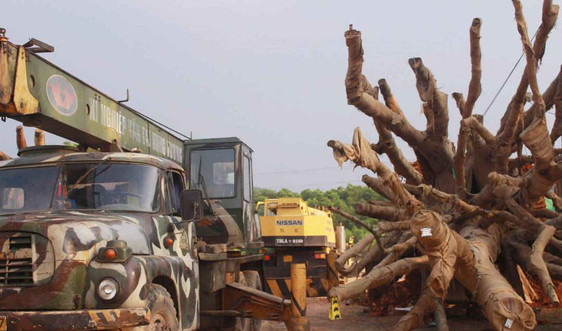Vụ 3 cây “khủng”: Phạt chủ sở hữu 750.000 đồng, cho vận chuyển cây ra Hà Nội