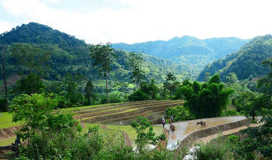 Điện Biên: Mở rộng khai hoang, phục hóa ruộng bậc thang