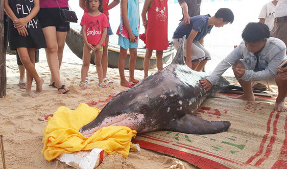 Cá heo 150kg dạt vào bờ biển Thuận An, dân trắng đêm giải cứu