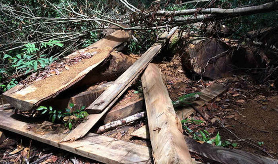 Gia Lai: Khiển trách lãnh đạo và nhân viên Ban quản lý rừng phòng hộ Ia Ly vì để mất rừng