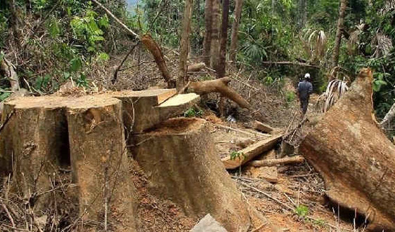 Quảng Nam: Để mất rừng, hàng loạt cán bộ bị kỷ luật