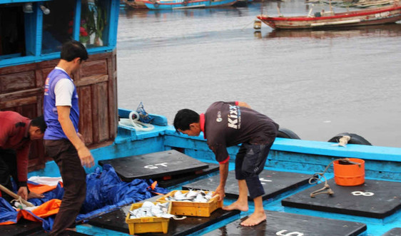Thủy sản Việt Nam nỗ lực thoát “Thẻ vàng” của Ủy ban Châu Âu