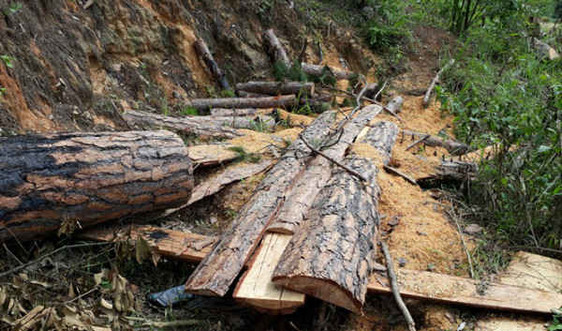 Mất 1.100ha rừng sau khi giao cho các dự án