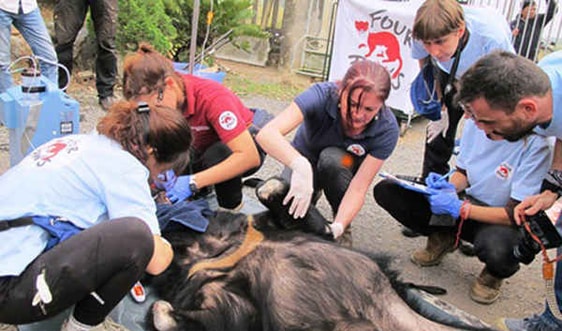 Tin tức, hình ảnh, video clip mới nhất về tổ chức World Animal Protection Tin tức, hình ảnh, video clip mới nhất về tổ chức World Animal Protection