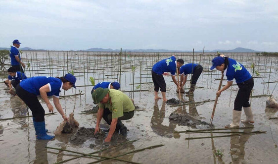 Quảng Ninh: Trồng rừng ngập mặn, bảo vệ hệ sinh thái ven biển