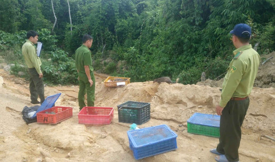 Quảng Nam: Phát hiện vụ buôn bán trái phép số lượng lớn động vật hoang dã, quý hiếm