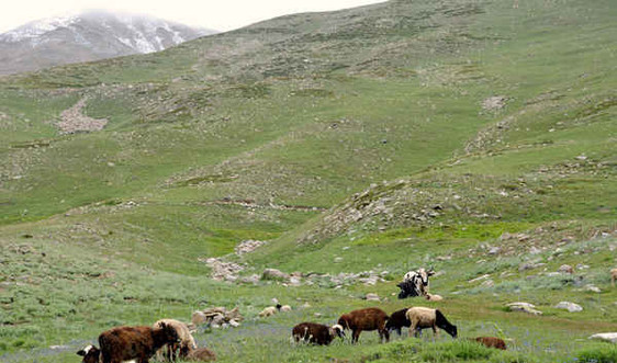 BĐKH ảnh hưởng nặng nề đến người chăn nuôi trên đồng cỏ Himalaya