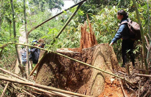 Quảng Nam: Để mất rừng, giám đốc rừng phòng hộ bị cách chức