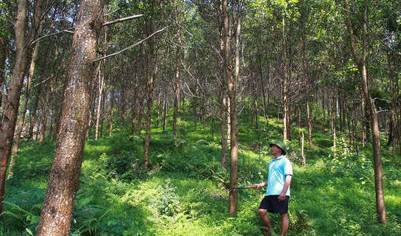 Yên Bái: Hiệu quả từ trồng rừng bền vững