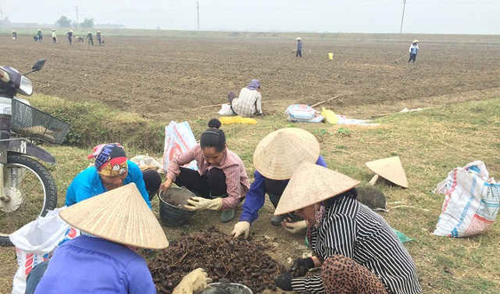 Ninh Bình: Nỗ lực thực hiện tích tụ đất đai
