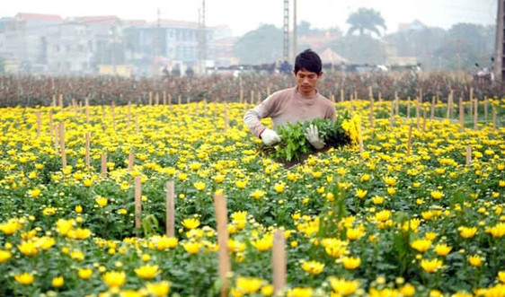 Hà Nội: Đến năm 2020 chuyển đổi 1.844ha cây trồng trên đất lúa