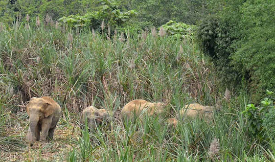 Khó khăn “bài toán” bảo tồn voi rừng ở Nghệ An