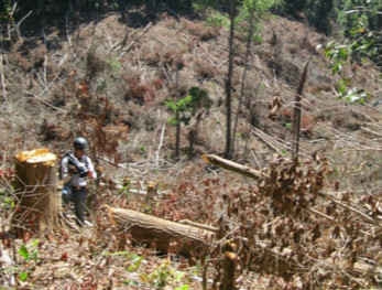 Điều tra dấu hiệu trục lợi hơn 5 tỷ đồng ở BQL rừng Đăk Đoa