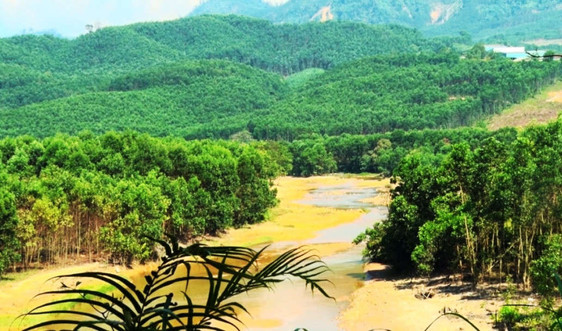 Quảng Nam: Gần 600 tỷ đồng hỗ trợ trồng rừng gỗ lớn