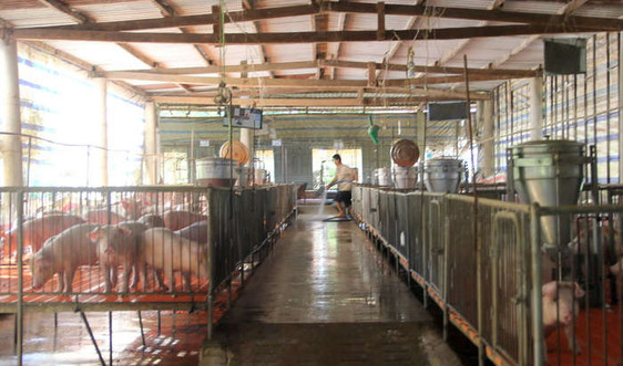 Đắk Nông: Nhiều trang trại chăn nuôi heo không đảm bảo vệ sinh môi trường