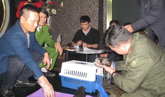 Hải Phòng: Giải cứu 2 cá thể gấu ngựa đang bị đem bán