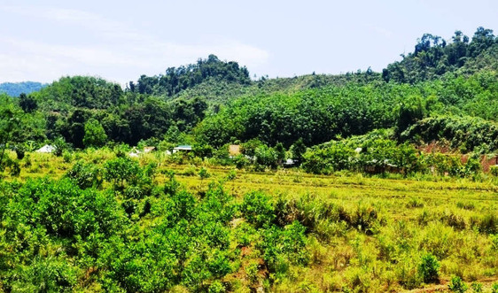 Quảng Nam: Các dự án thu hồi, chuyển mục đích sử dụng đất lúa, đất rừng phòng hộ, rừng đặc dụng phải có ý kiến của Thường trực HĐND