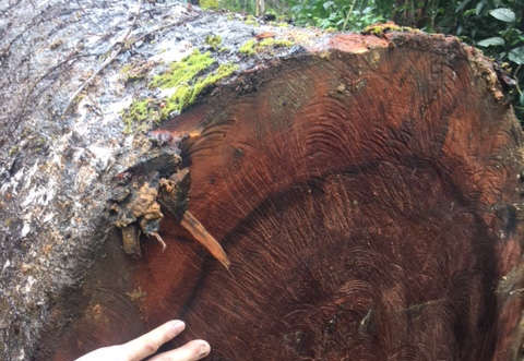 Rừng phòng hộ đầu nguồn ở Quảng Ninh bị chặt phá: Chủ tịch xã khẳng định không có việc phá rừng