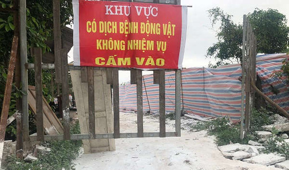 Hà Nội: Khẩn cấp ngăn chặn ổ dịch tả lợn Châu Phi tại quận Long Biên