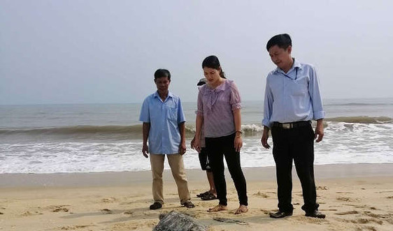 Thừa Thiên- Huế: Thả cá thể rùa quý hiếm nặng hơn 9kg về với biển