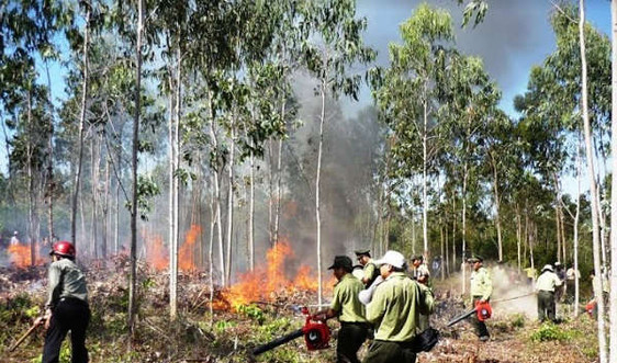 Bình Định: Chủ tịch UBND huyện phải chịu trách nhiệm nếu để mất rừng