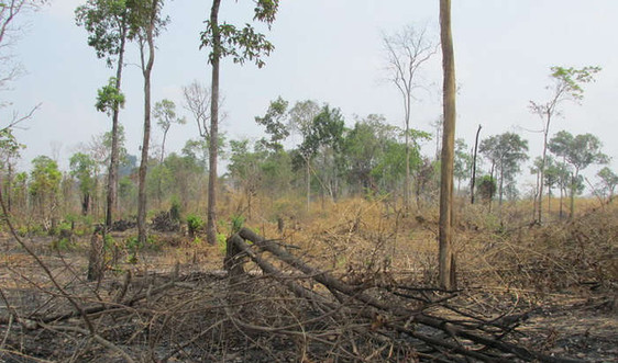Gia Lai: Phát hiện hơn 4ha rừng bị chặt phá trái phép