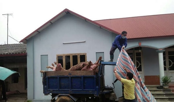 Hà Nội: Dịch tả lợn châu Phi diễn biến phức tạp tại huyện Sóc Sơn