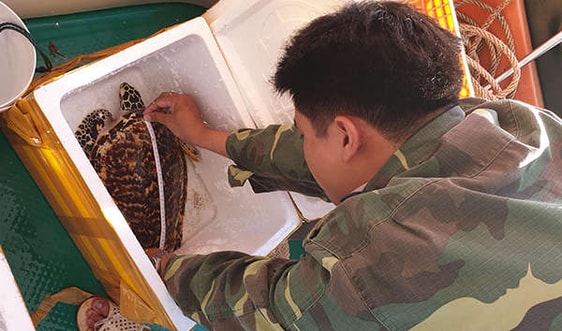 Vườn quốc gia Côn Đảo thả 02 cá thể Rùa quý hiếm về biển