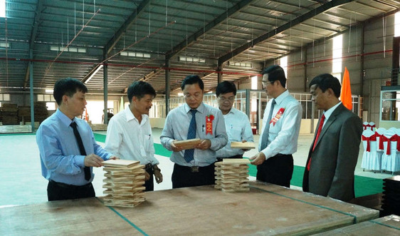 Quảng Nam: Xây dựng mô hình liên kết trồng rừng gỗ lớn theo tiêu chuẩn quốc tế FSC