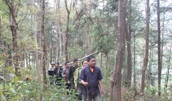 Tủa Chùa (Điện Biên): Nhờ giữ rừng đời sống người dân được ấm no
